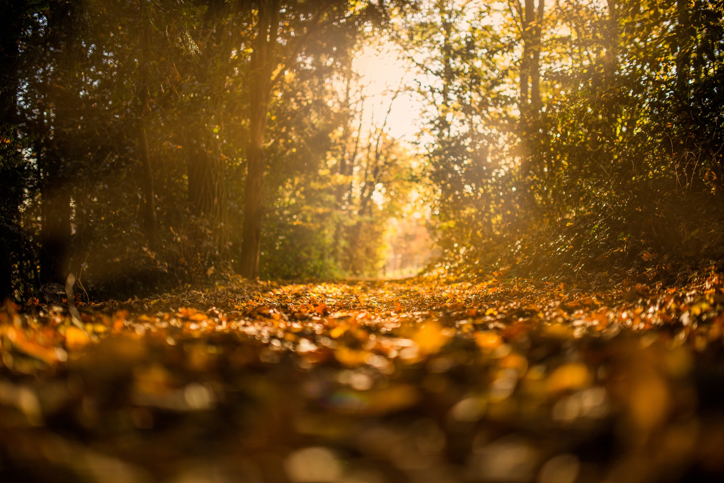 arbres d’automne