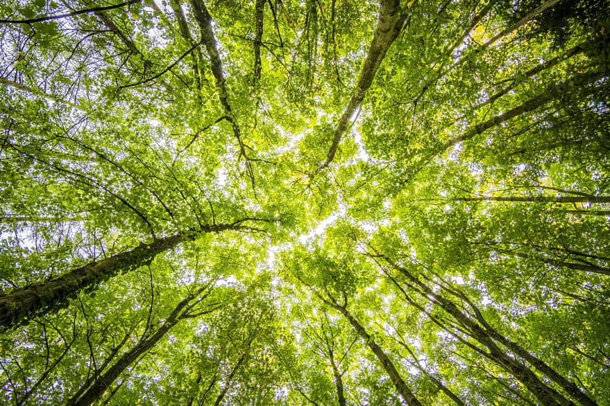 Conexión Plena con la Naturaleza