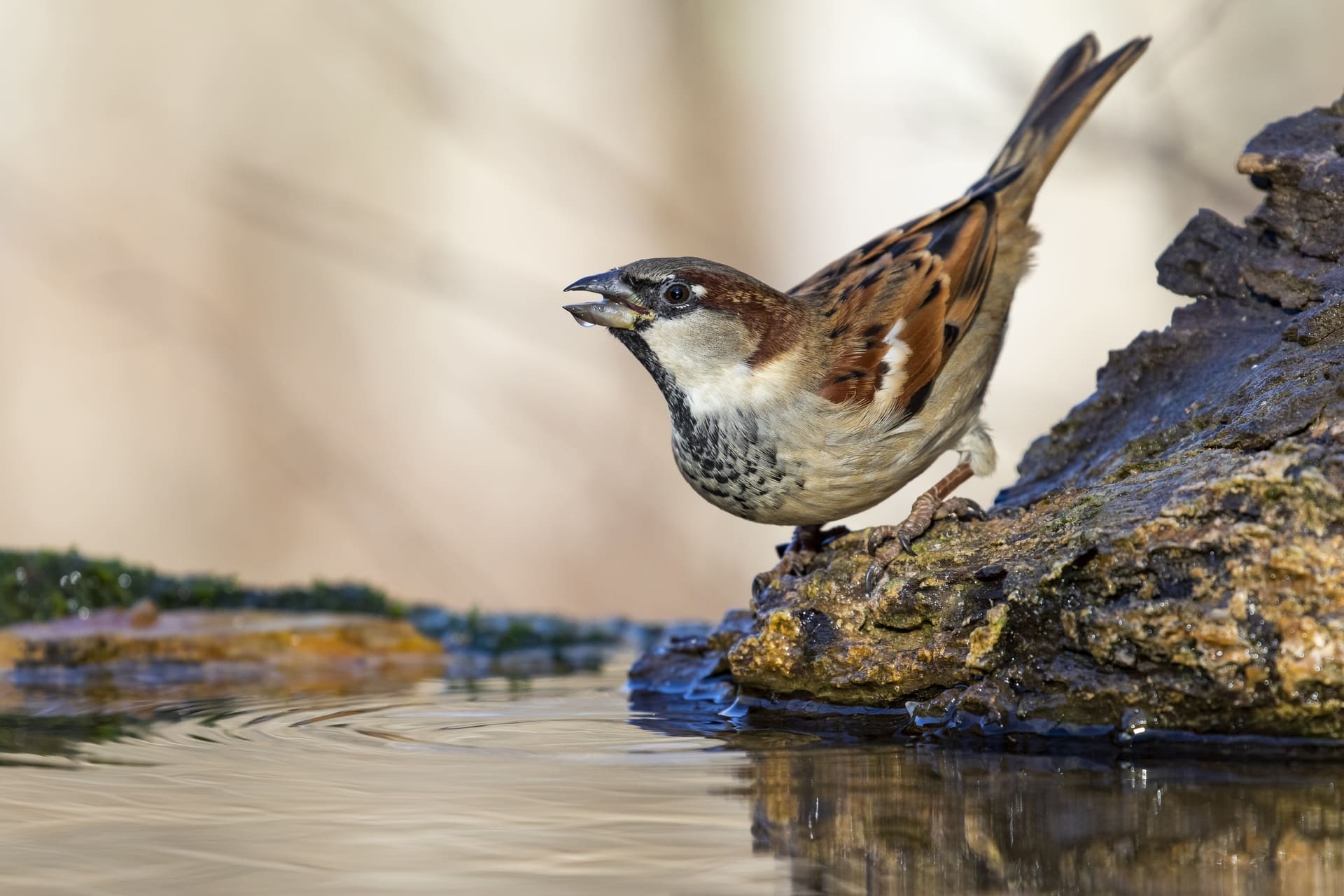 avistamiento de aves