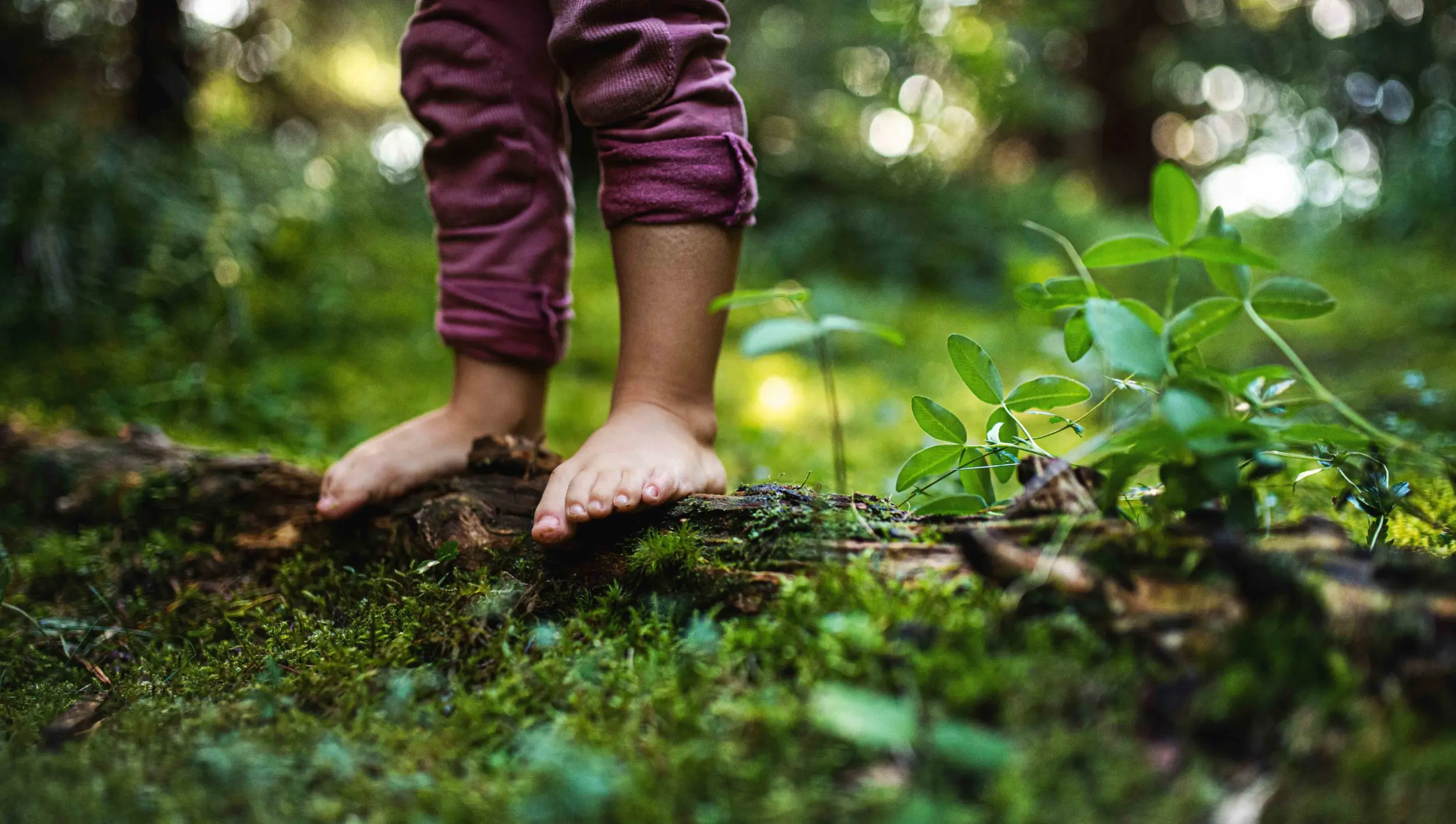 foret a visiter