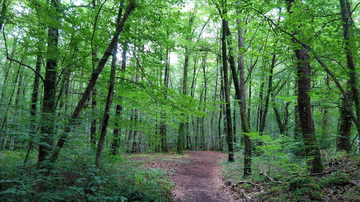 Fageda d'en Jordà