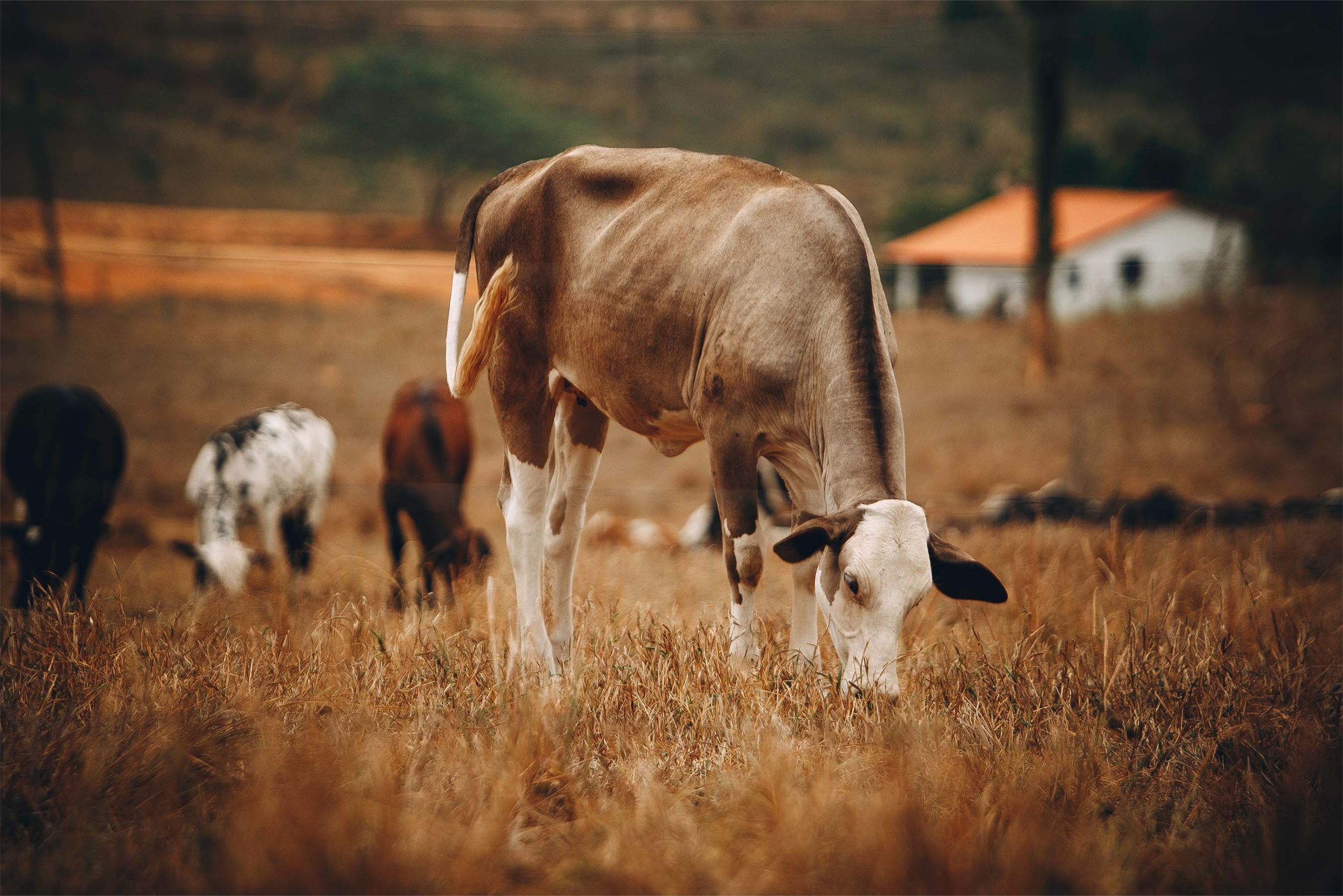 ferme avec animaux à visiter