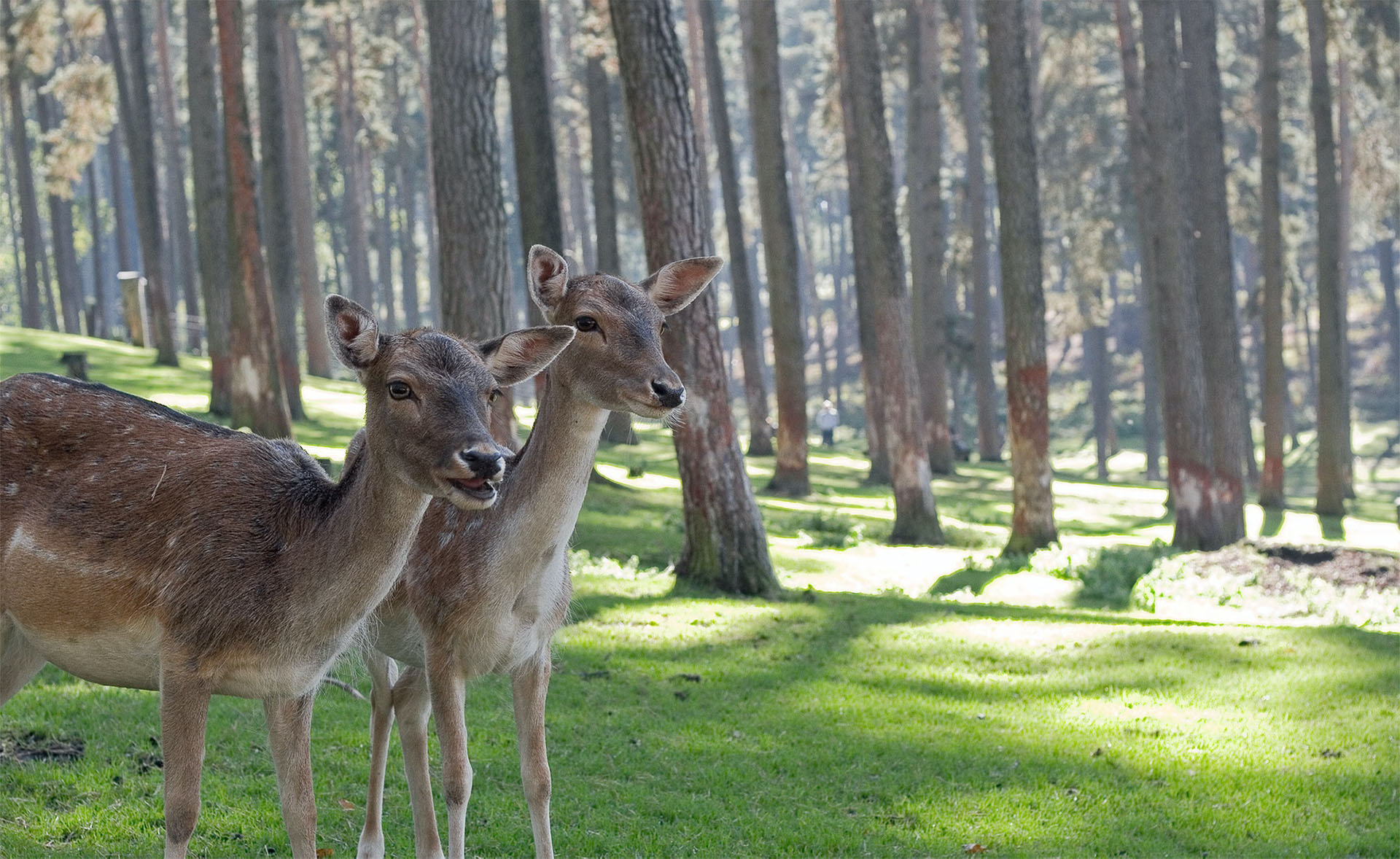 Animales de bosque