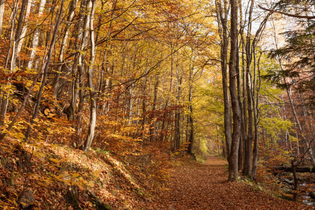 La ruta por la Fageda de la Grevolosa - Blog | Mas Salagros