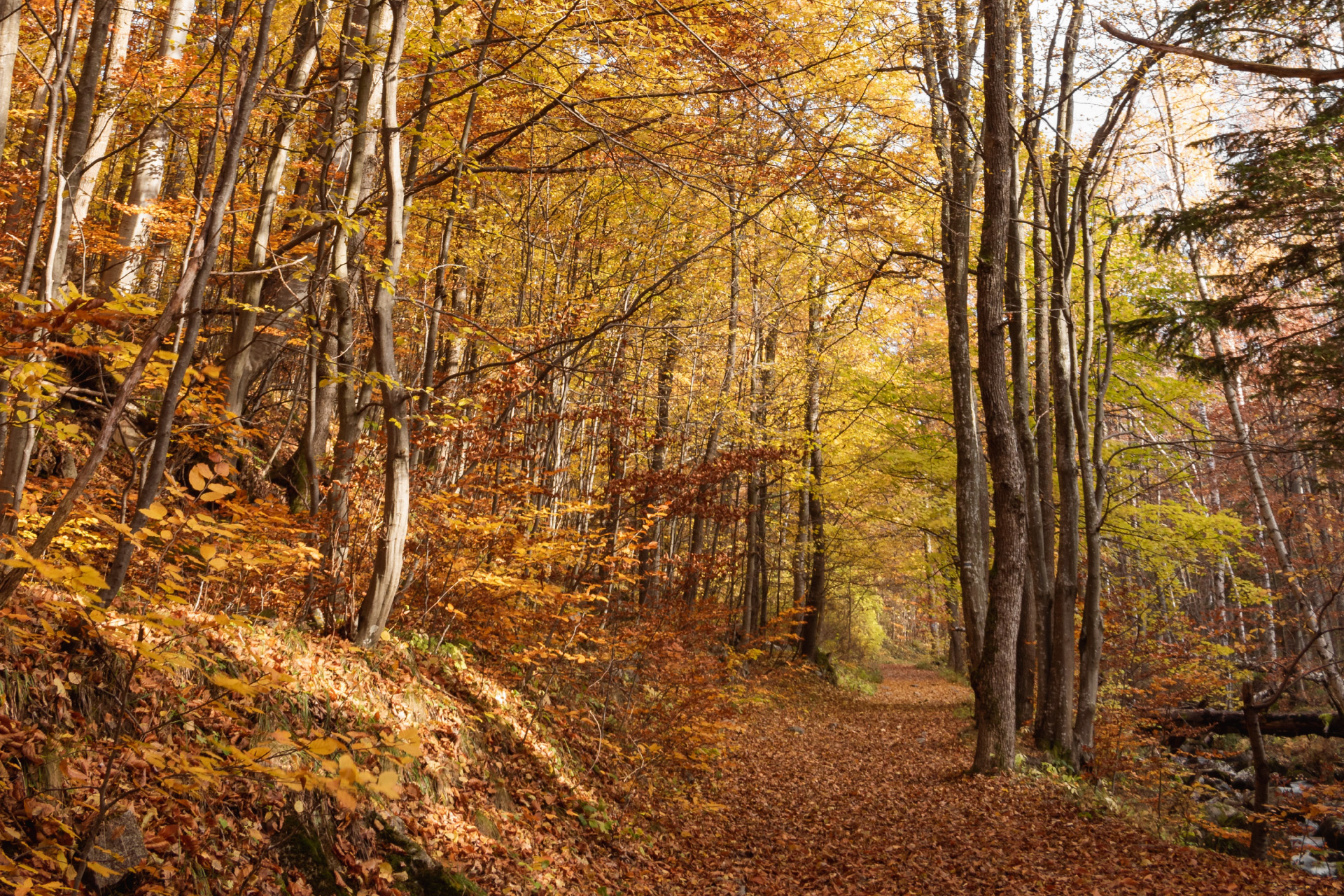 Fageda de la Grevolosa